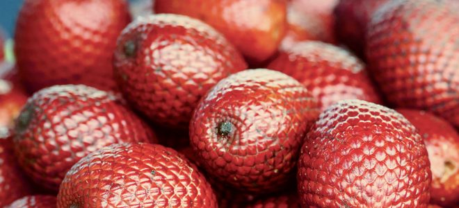 buriti